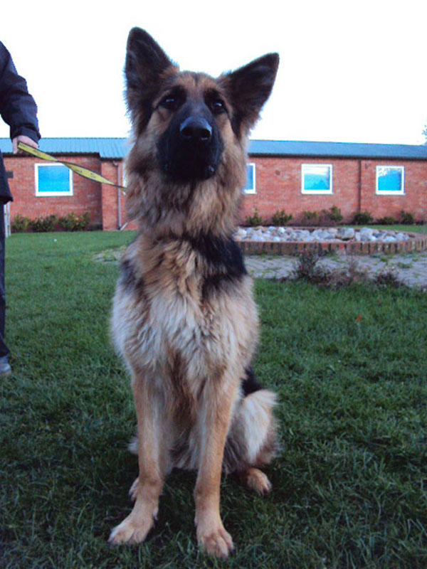 alice gsd