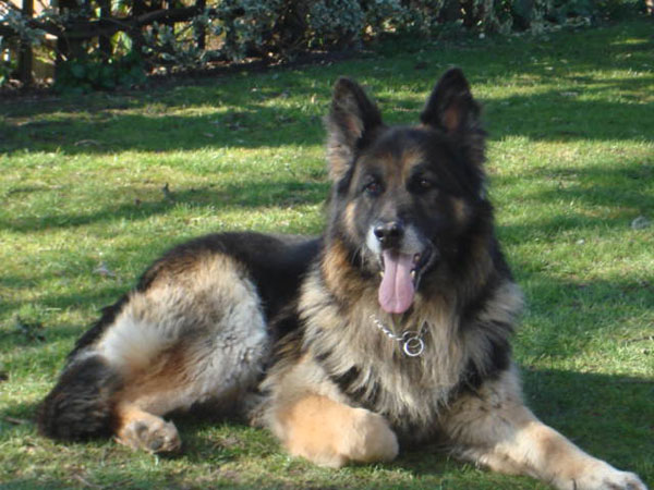 big long coat gsd