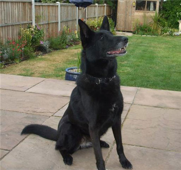 bella black gsd