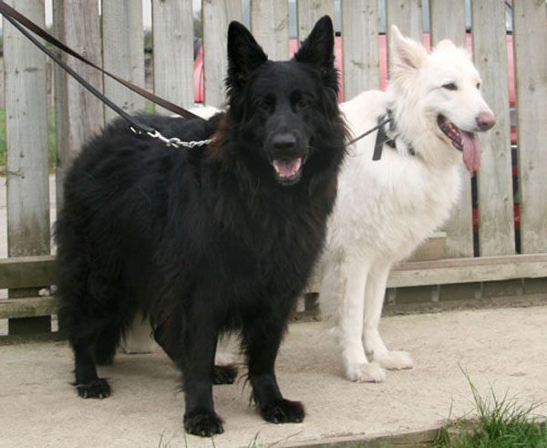 black and white german shepherd black and white german shepherd and cat pictures to pin on pinsdaddy black and white german shepherd black and white german shepherd and cat pictures to pin on pinsdaddy