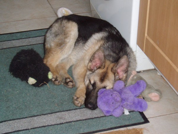gsd with his cuddly toys