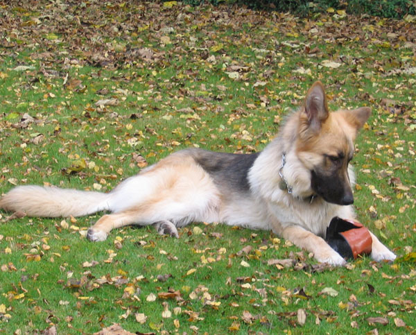 gsd playing with a plant pot