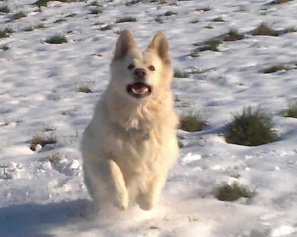 white gsd enjoying the snow
