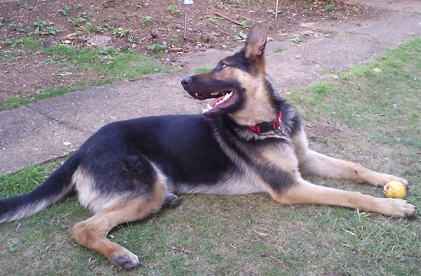kev the gsd looking behind