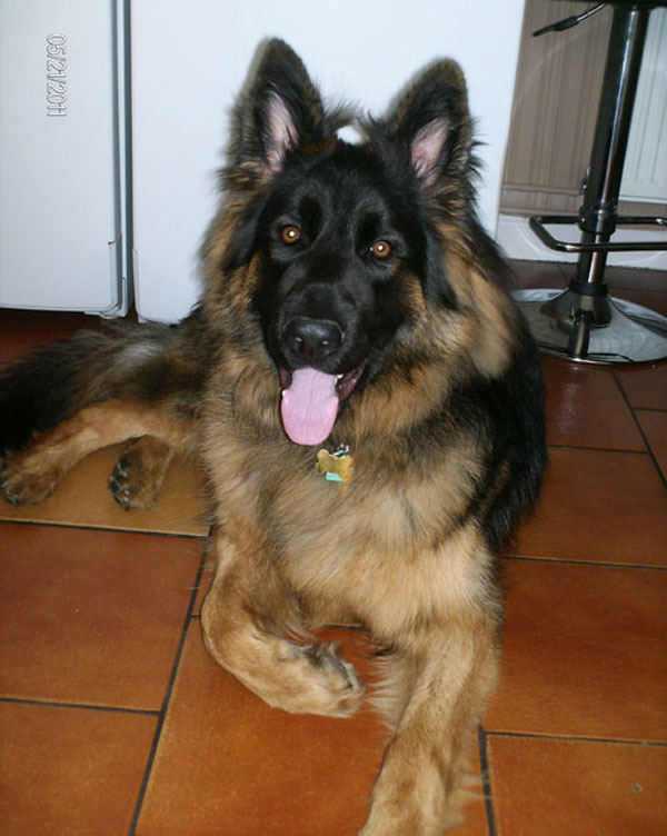 khan long coated young gsd