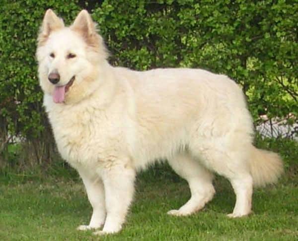 White German Shepherd White German Shepherd