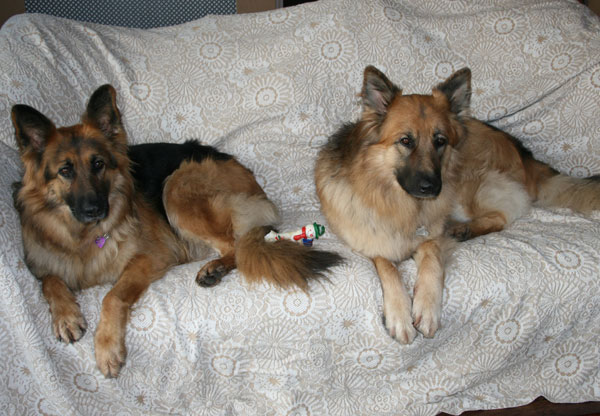 2 gsd's on a sofa