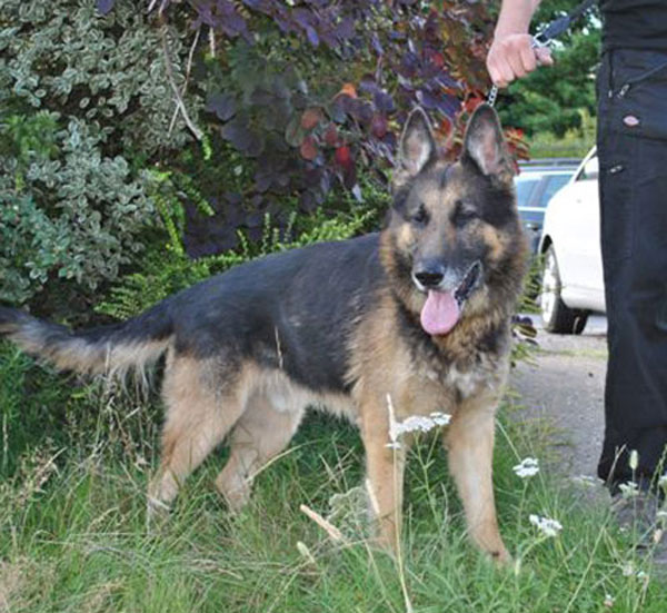 max gsd