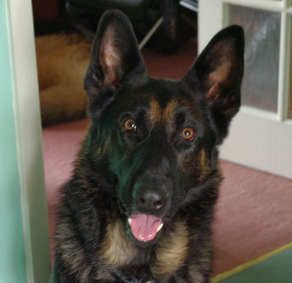 murphy gsd with epilepsy