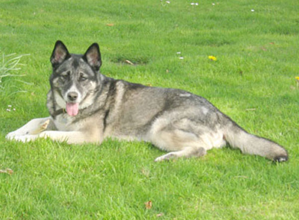 pepper gsd cross