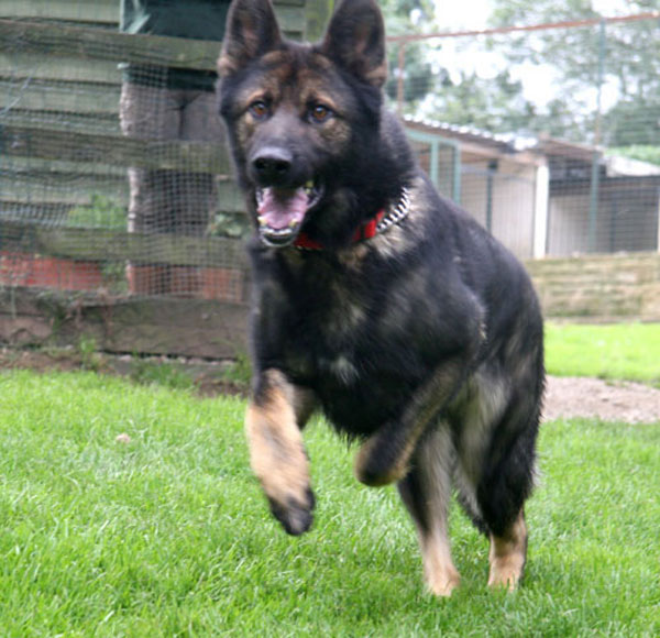 Beautiful Gsd