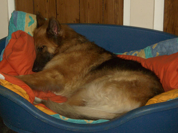gsd asleep in his basket