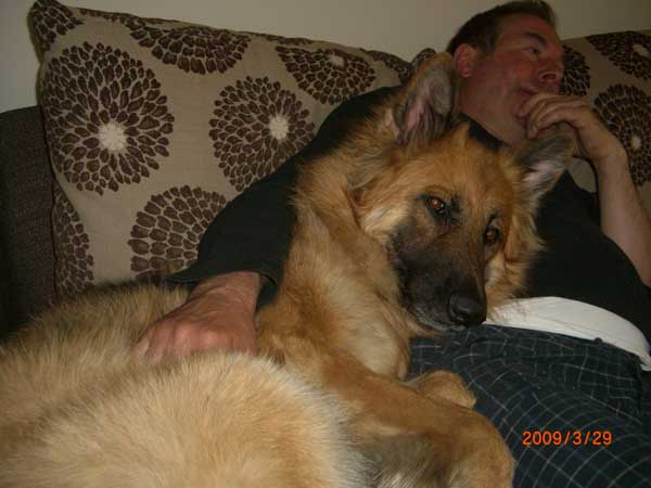 quill the gsd watching TV