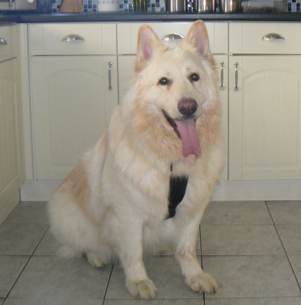 rocky obese white gsd