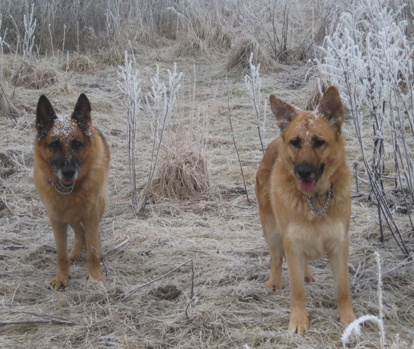 2 gsd's having fun in the snow