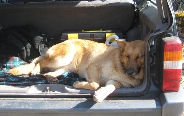 gsd sleeping in the back of a car