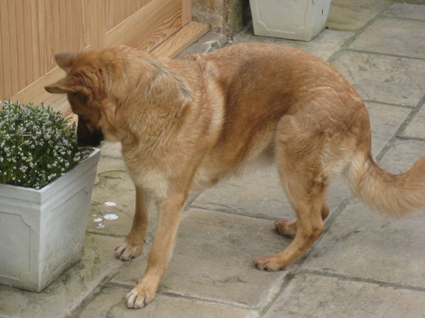 gsd chasing a bunble bee