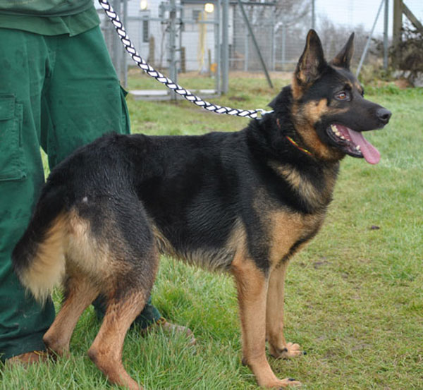 scout rewcue german shepherd