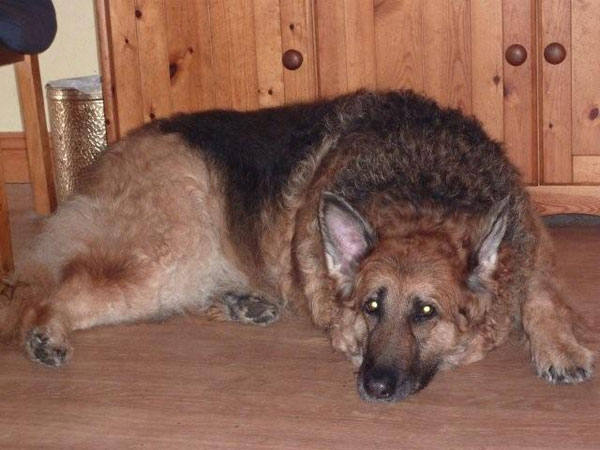 sheba older gsd