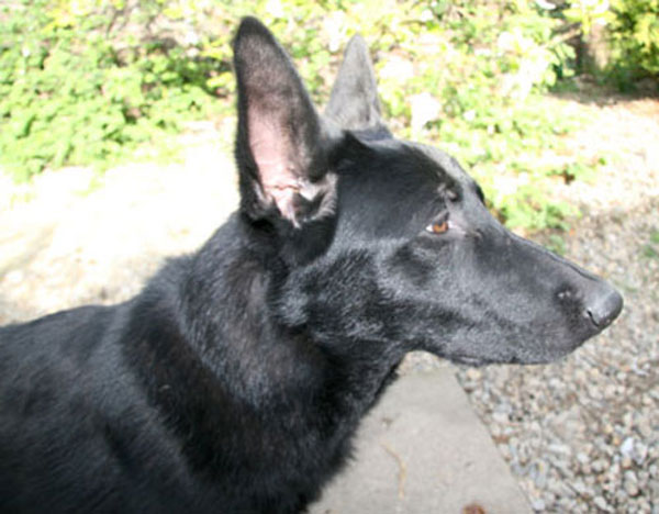 star black german shepherd puppy