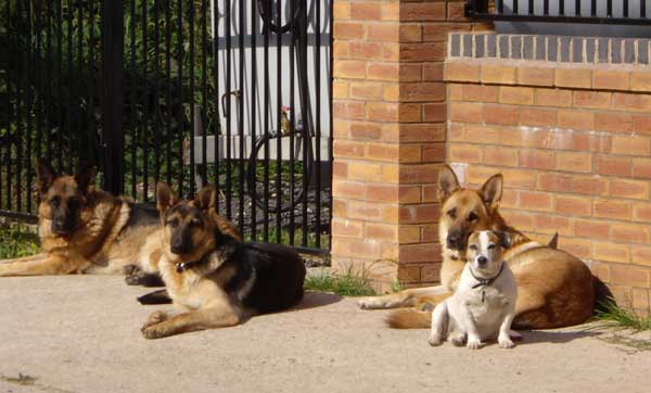 3 german shepherds and one jack russell