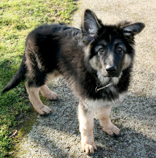angue gsd puppy