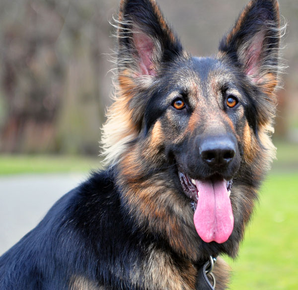angie gsd