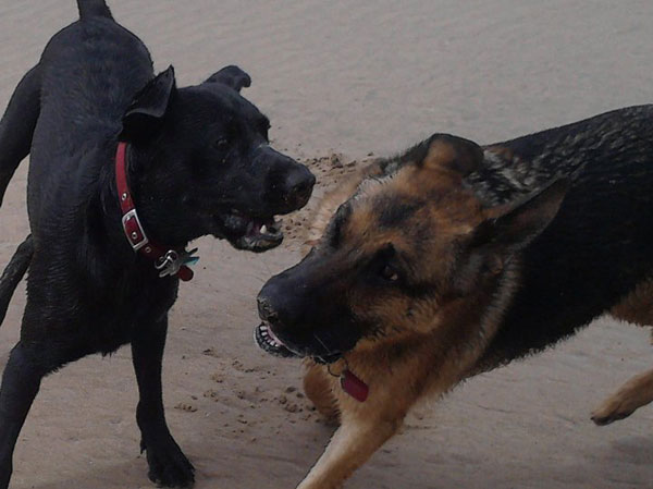 gsd and a labrador playing on the beach