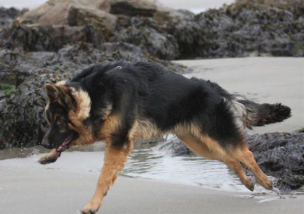 dog on the beach