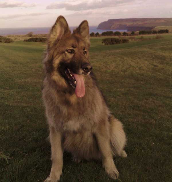 becks the gsd enjoying the view