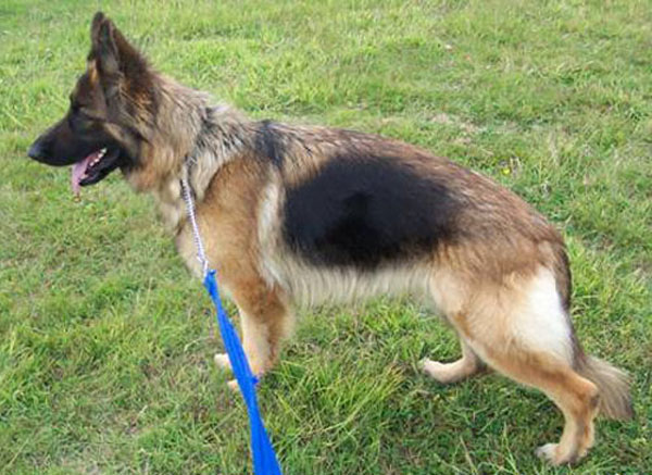 bella gsd looking for a home