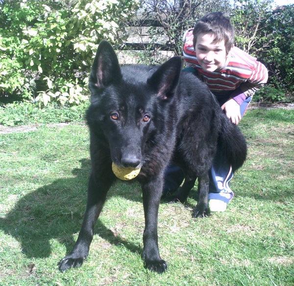bo bo the black gsd