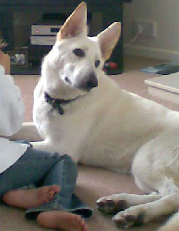 bodie white gsd