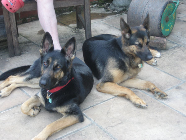 2 lovely gsd girls