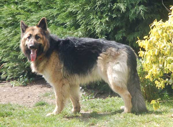 buffy lovely young gsd