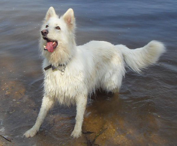 chalky the white gsd in the sea