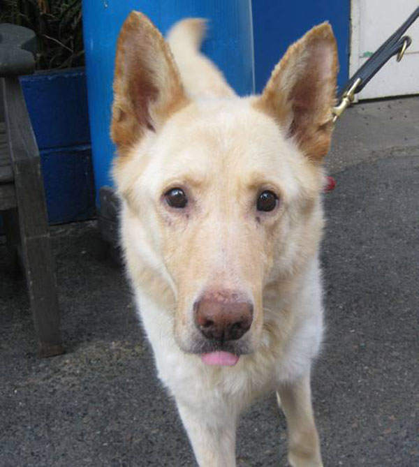 chance white gsd