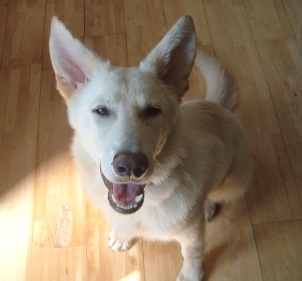 white gsd grinning