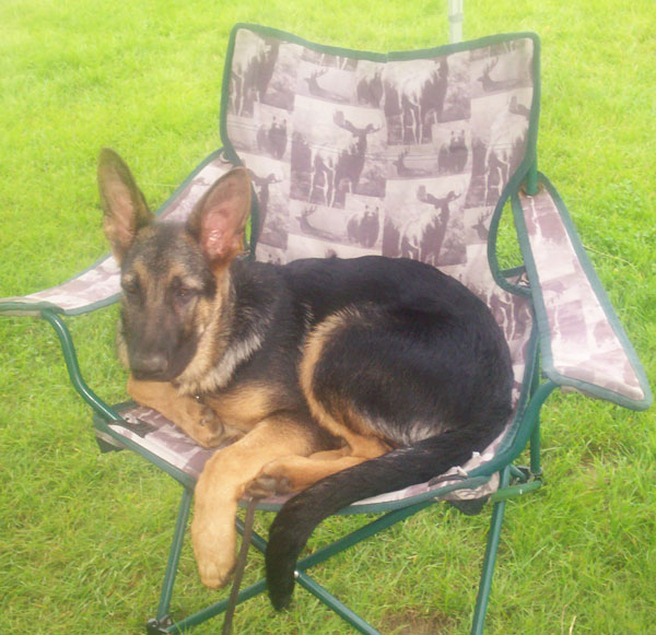 gsd puppy in garden chair