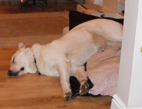 ice white gsd fast asleep