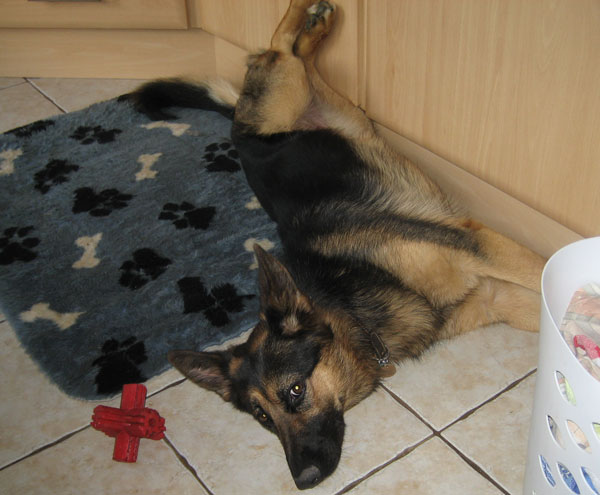 gsd lying on her back all comfy