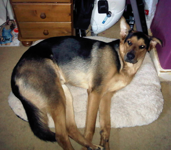 gsd cross with very long legs