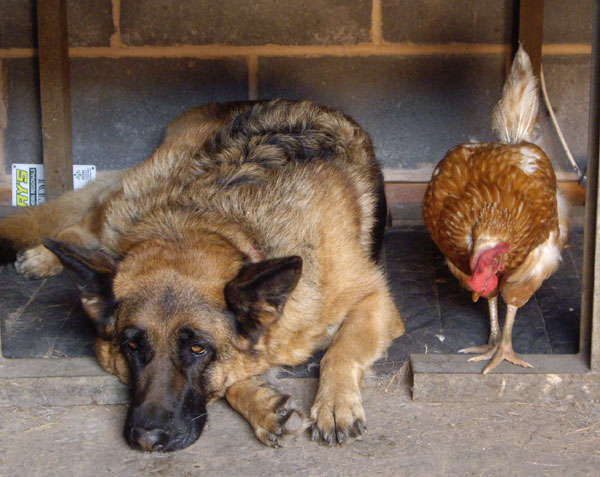 gsd with a chicken