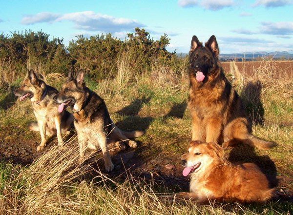 lots of dogs together
