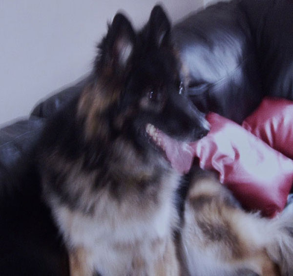duke gsd
