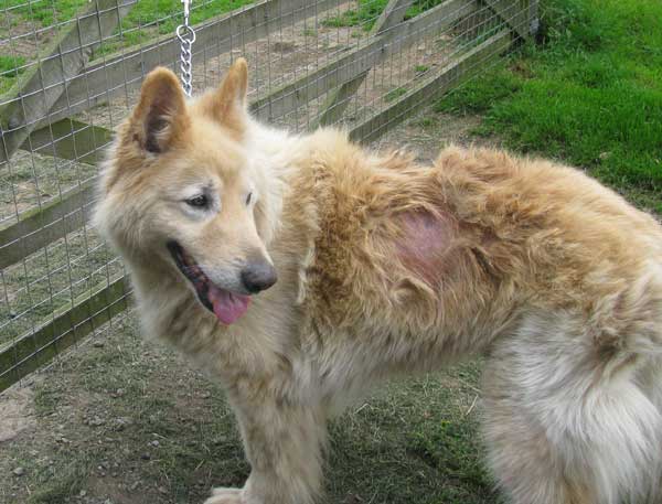 white german shepherd puppies nc white german shepherd puppies nc breeds picture white german shepherd puppies nc white german shepherd puppies nc breeds picture