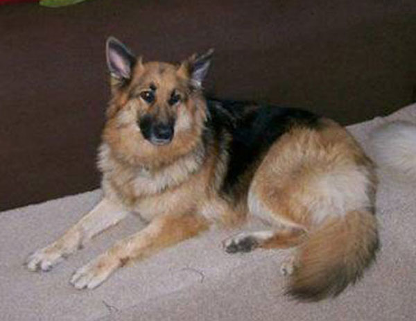 emma pretty gsd