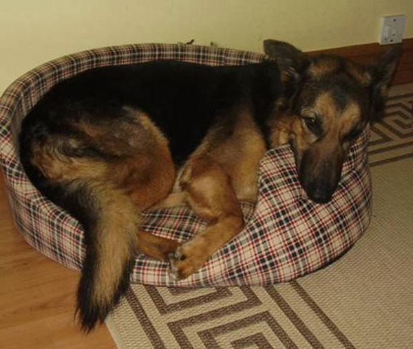 enrique the gsd