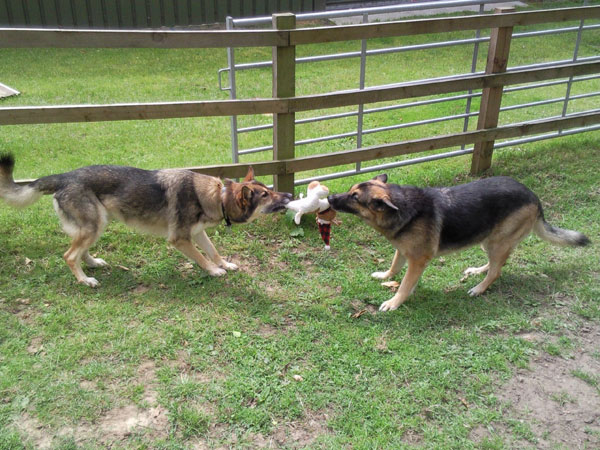 two gsd's having fun