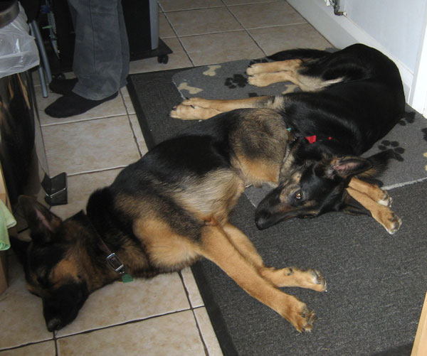 2 gsd's lying together